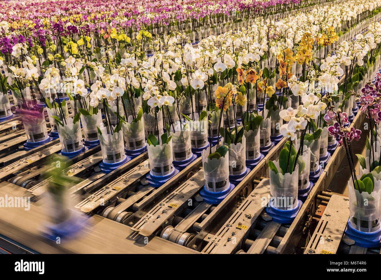Honselersdijk, Holanda - 5 de enero de 2018: Confeyer correa en un gran moderno crecimiento invernadero de orquídeas en Westland, Holanda. Foto de stock