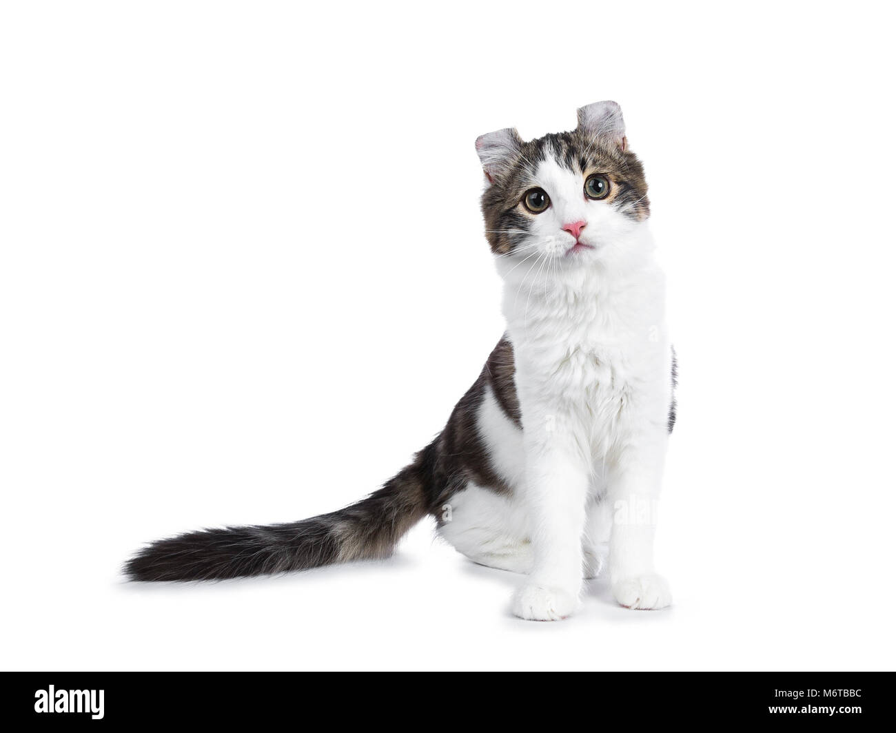 Atigrado negro con blanco American Curl cat / gatito de pie mirando hacia la cámara mirando curioso aislado sobre fondo blanco. Foto de stock