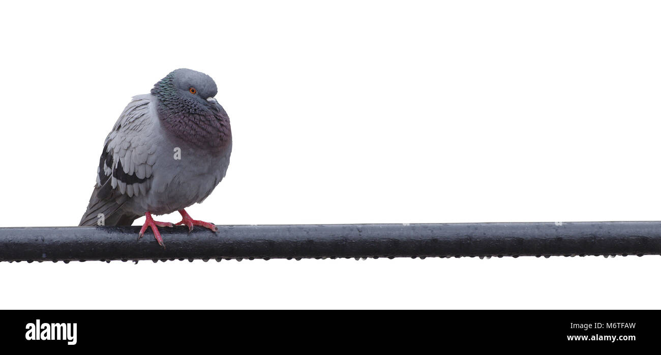 Pigeon pájaro en la lluvia. aislado en blanco Foto de stock
