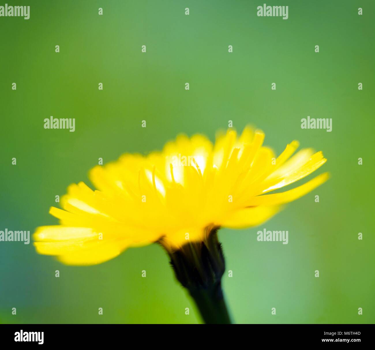 Una vista de cerca de una sola flor amarilla contra un fondo liso. Foto de stock
