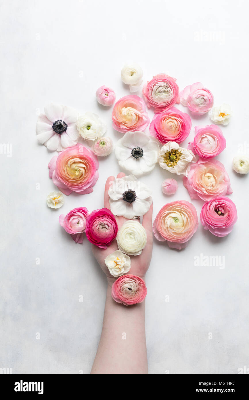 Vista aérea de las flores de la primavera rosa y blanco sobre un fondo blanco, y una mano sosteniendo flores Foto de stock