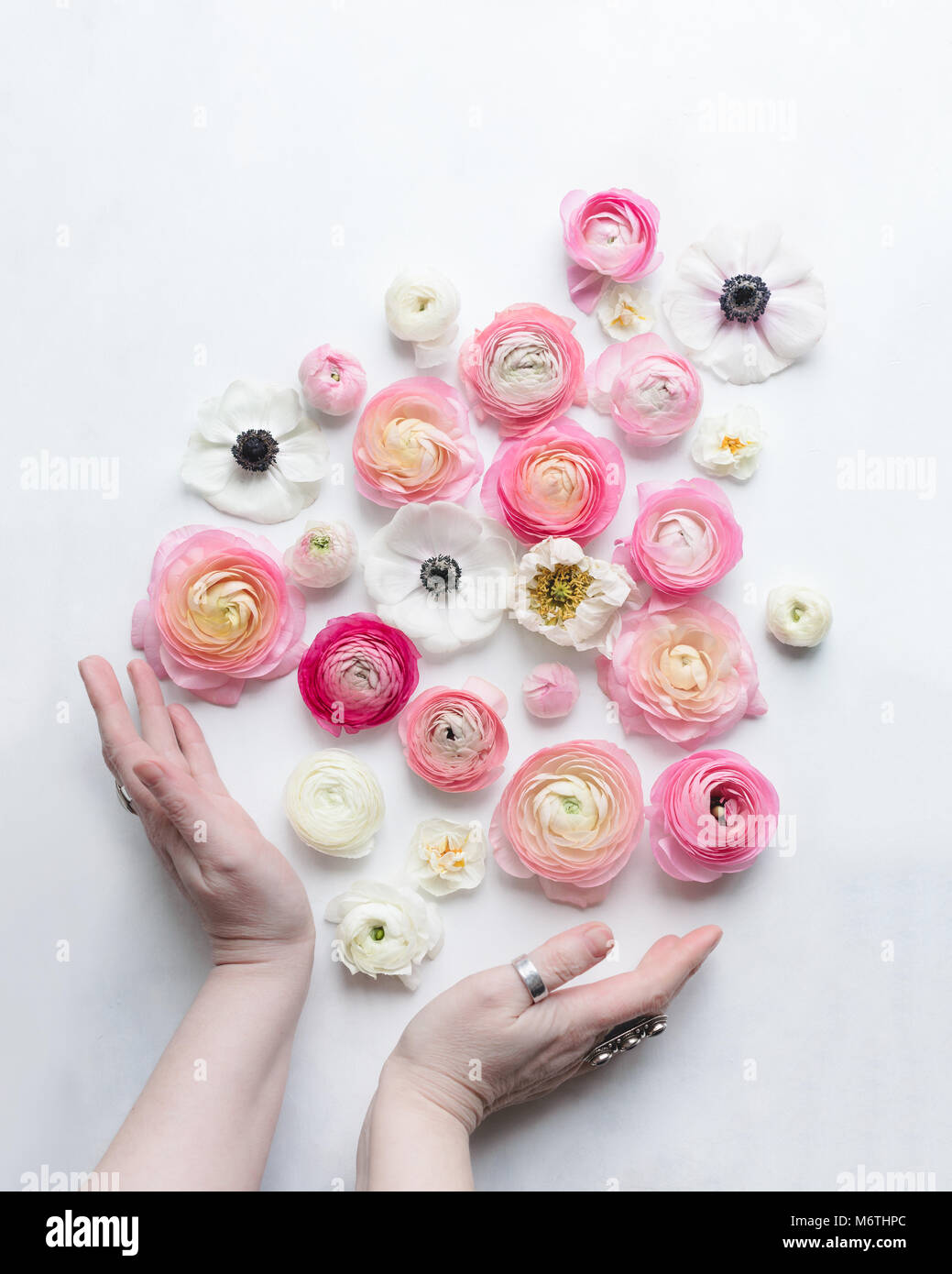 Blanco y rosa flores de primavera que parecen caer en dos manos, visto desde arriba, luz natural Foto de stock