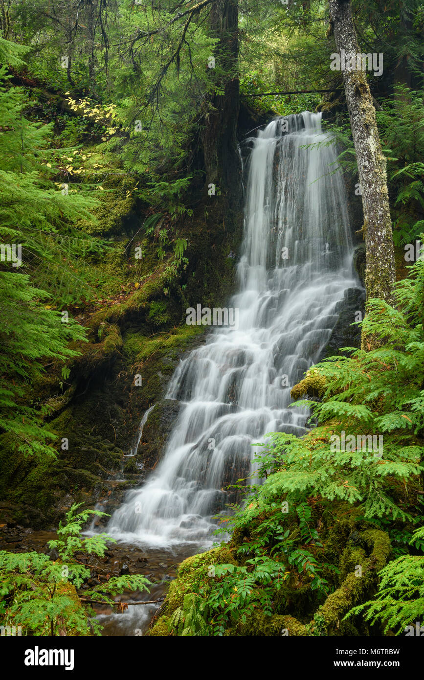 Afluente Falls (cascada en un afluente sin nombre de la cicuta Creek), en Hemlock Creek Trail #1505, Umpqua National Forest, Oregon. Foto de stock