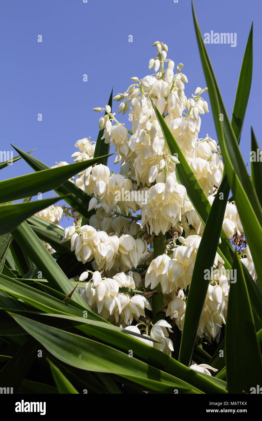 Flor de yuca Fotografía de stock - Alamy