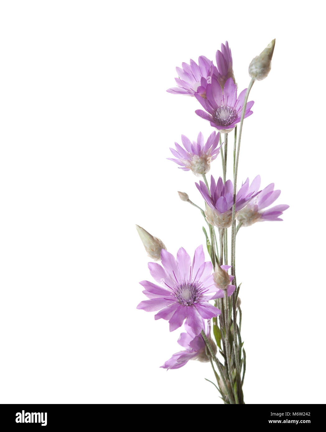 Flores de color lila (immortelle) aislado sobre fondo blanco. Xeranthemum annuum Foto de stock