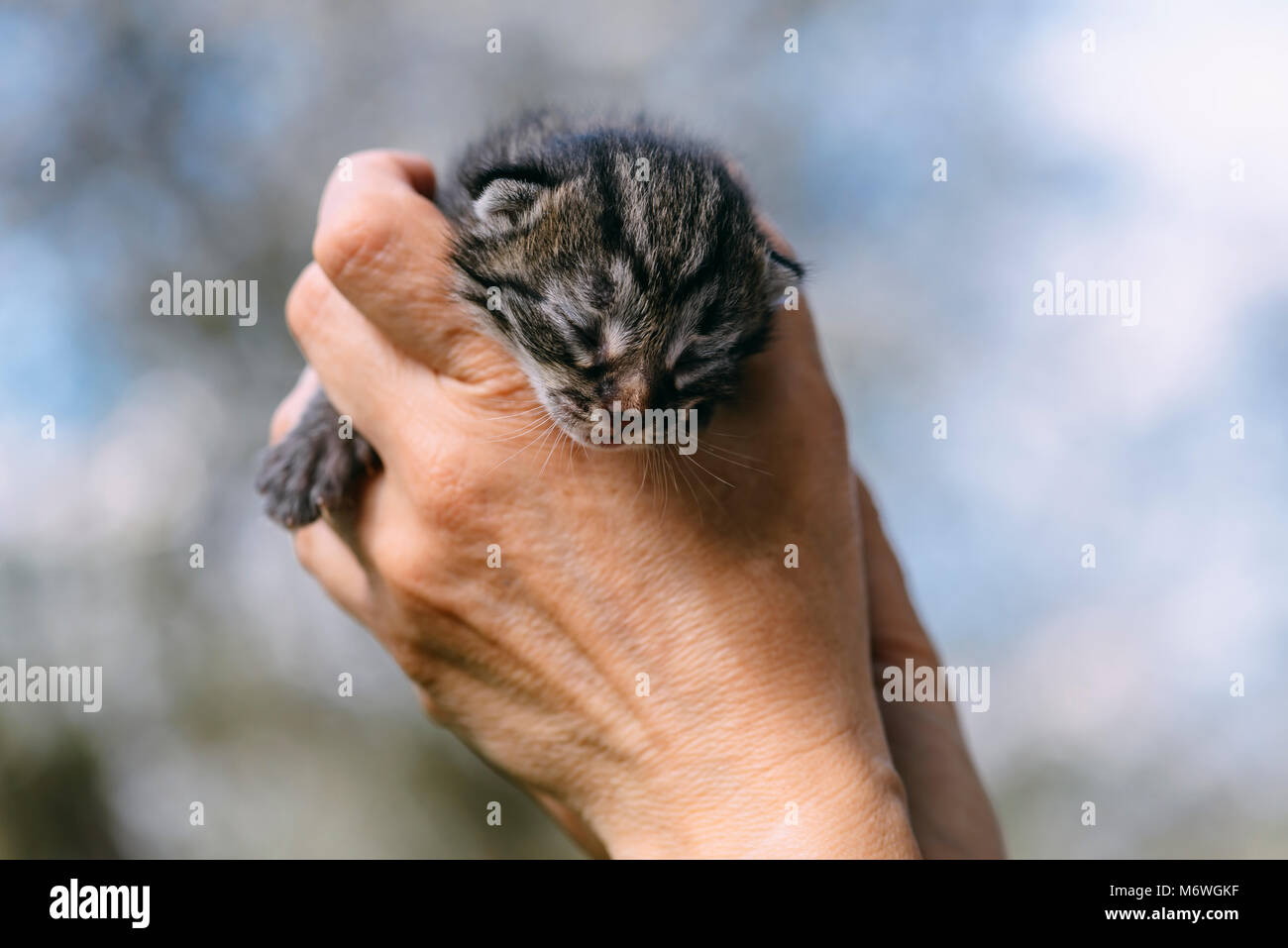 Gatito recién nacido en manos outdors Foto de stock