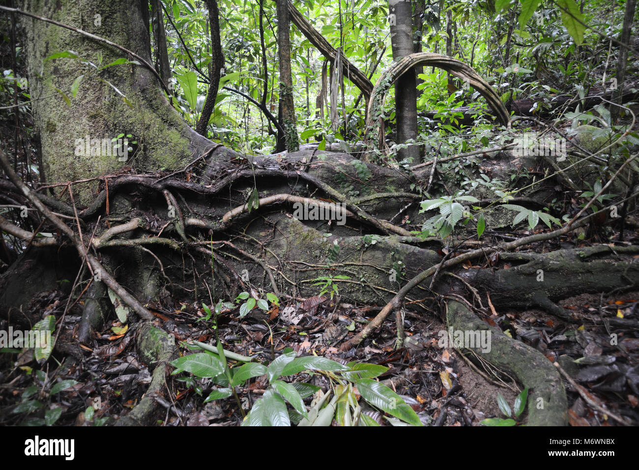 Un antiguo árbol viejo crecimiento en una selva tropical, el Parque Nacional Corcovado, en la Península de Osa en Costa Rica. Foto de stock