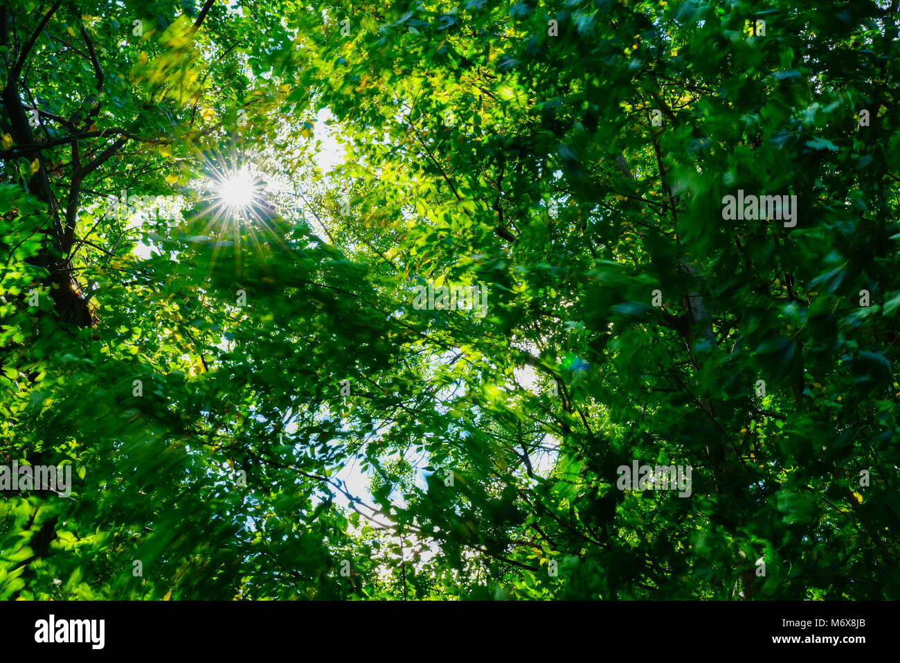 Arboles De Fotograma Completo De Color Verde Dorado Fondos De Arboles Y Naturaleza Deja Blurryed Por La Brisa Y Los Brillos De La Lente Iluminando Los Verdes Brillantes Fotografia De Stock