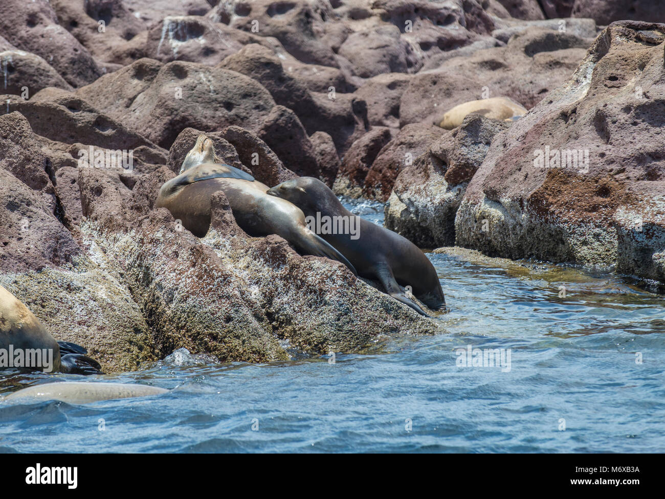 Lobos marinos en las rocas de Isla Espíritu Santo en la Paz Baja