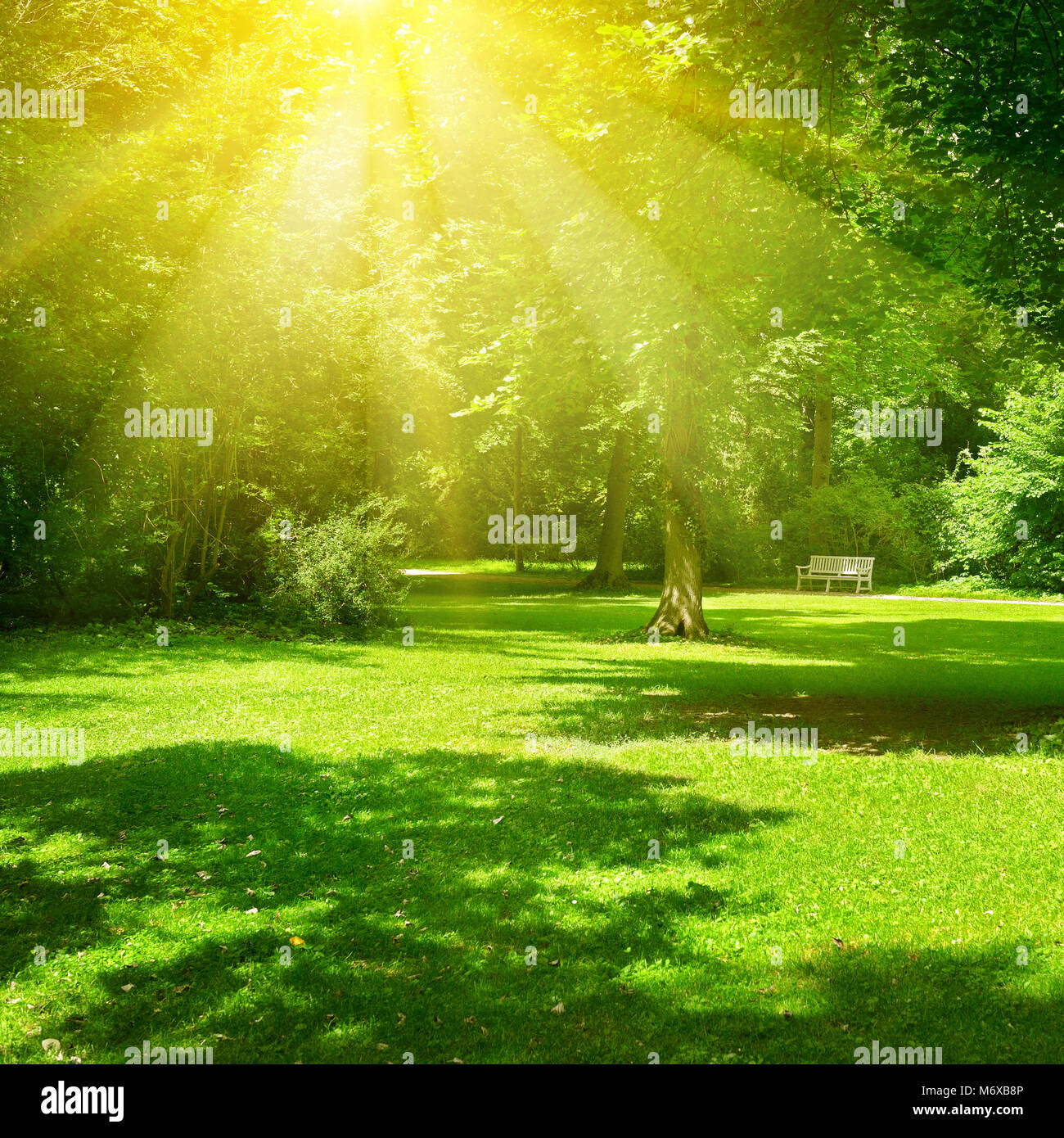 Día soleado en el parque. Los rayos del sol iluminan el pasto verde y árboles. Paisaje de verano. Foto de stock