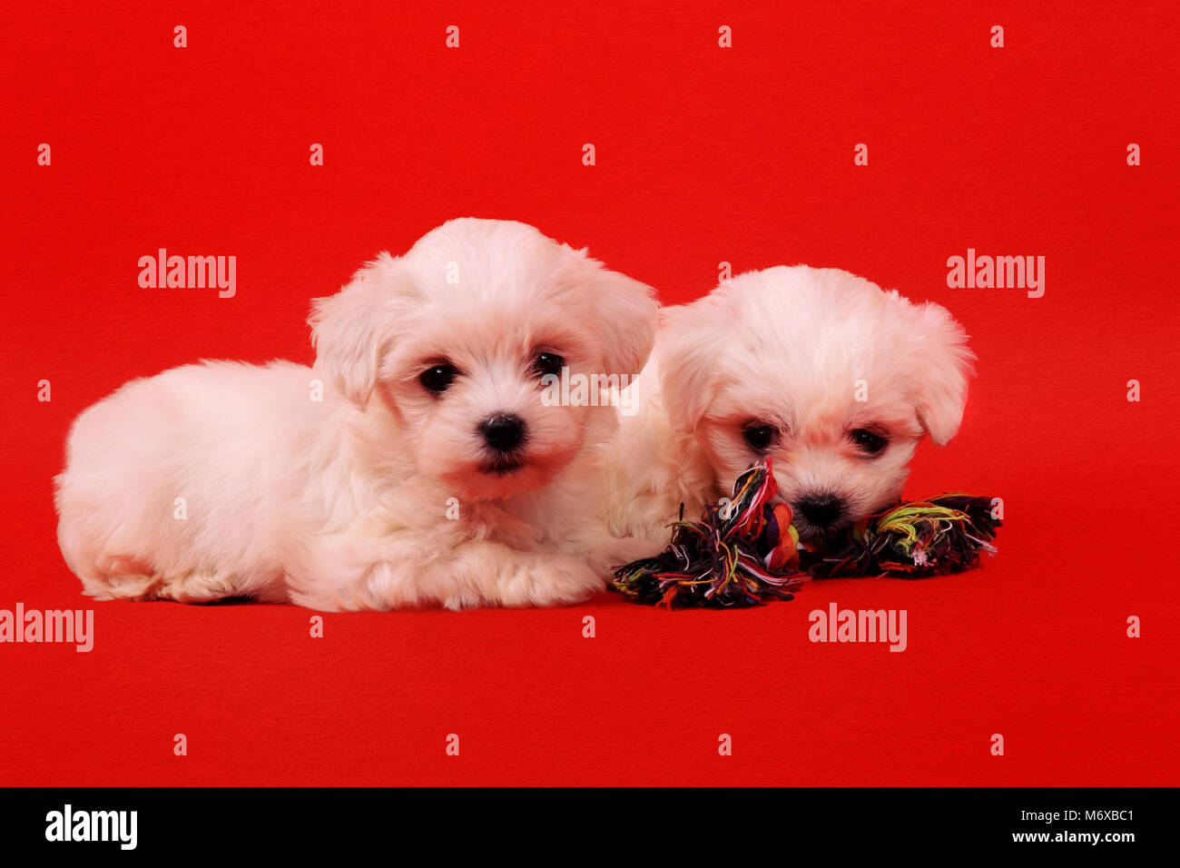 Dos cachorros maltés con juguetes para perros sobre un fondo rojo  Fotografía de stock - Alamy