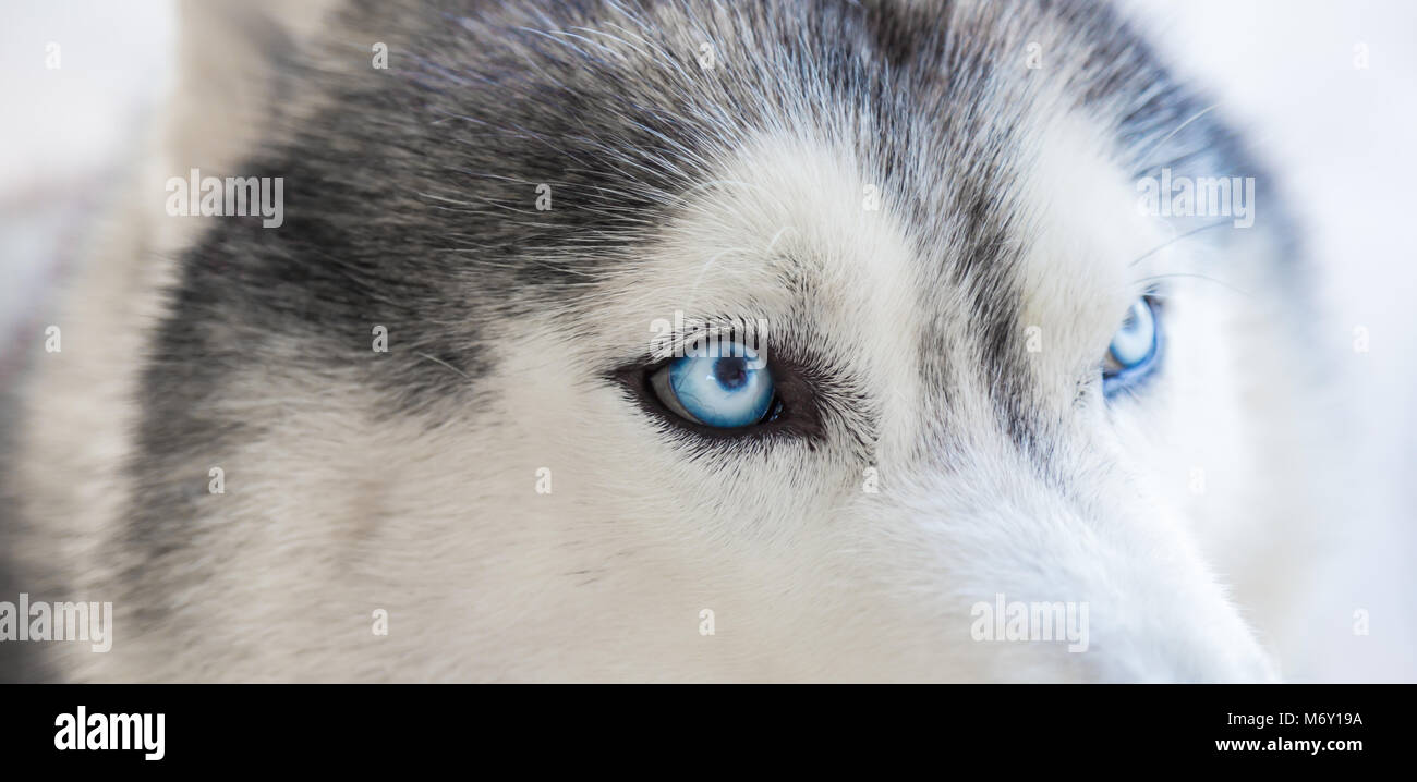 Cerrar de ojos azules de perro siberiano Fotografía de stock - Alamy