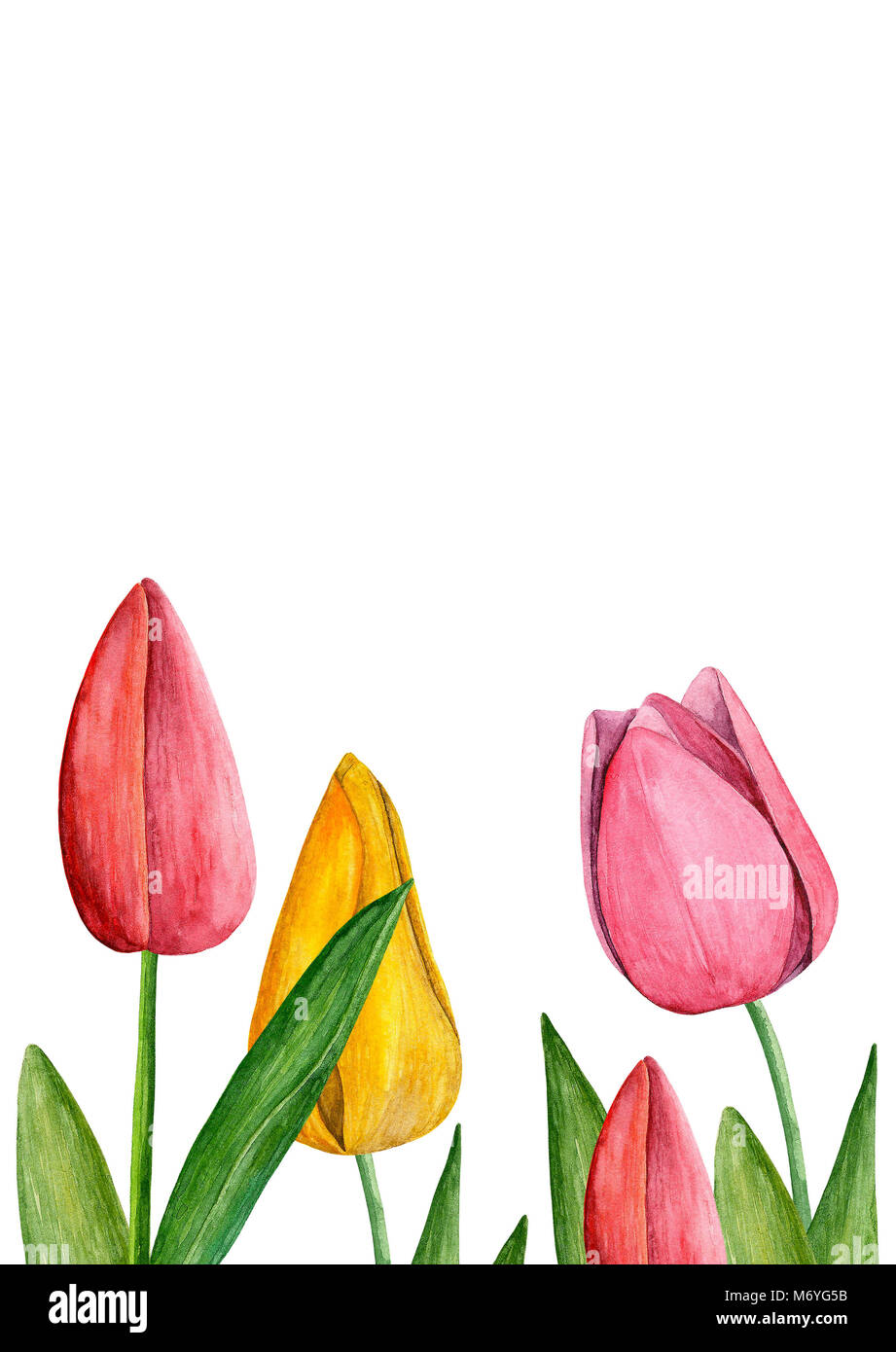Acuarela tulipanes. Las flores de la primavera. Bouquet floral. Plantilla  de diseño de tarjetas de felicitación Fotografía de stock - Alamy
