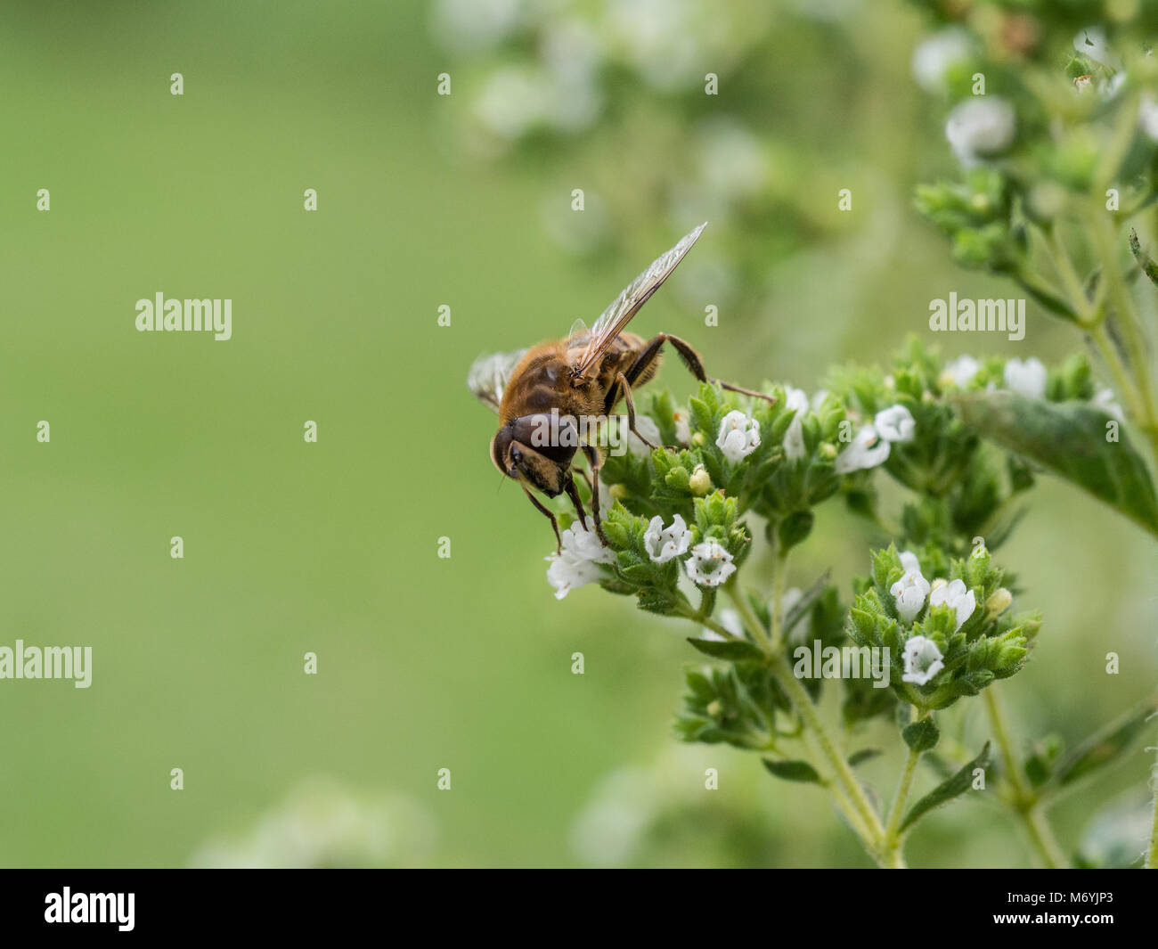 Cerca de una minería comunal alimentarse de una abeja Origanum flor Foto de stock