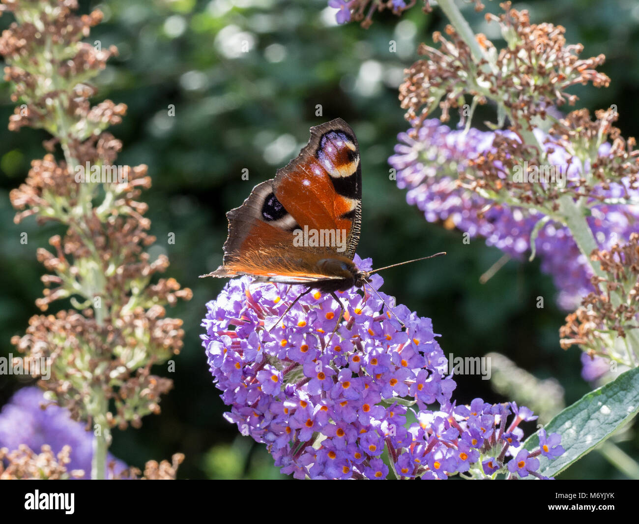 Una mariposa pavo real (Aglais io) se alimentan de la flor de un púrpura Buddleia Foto de stock