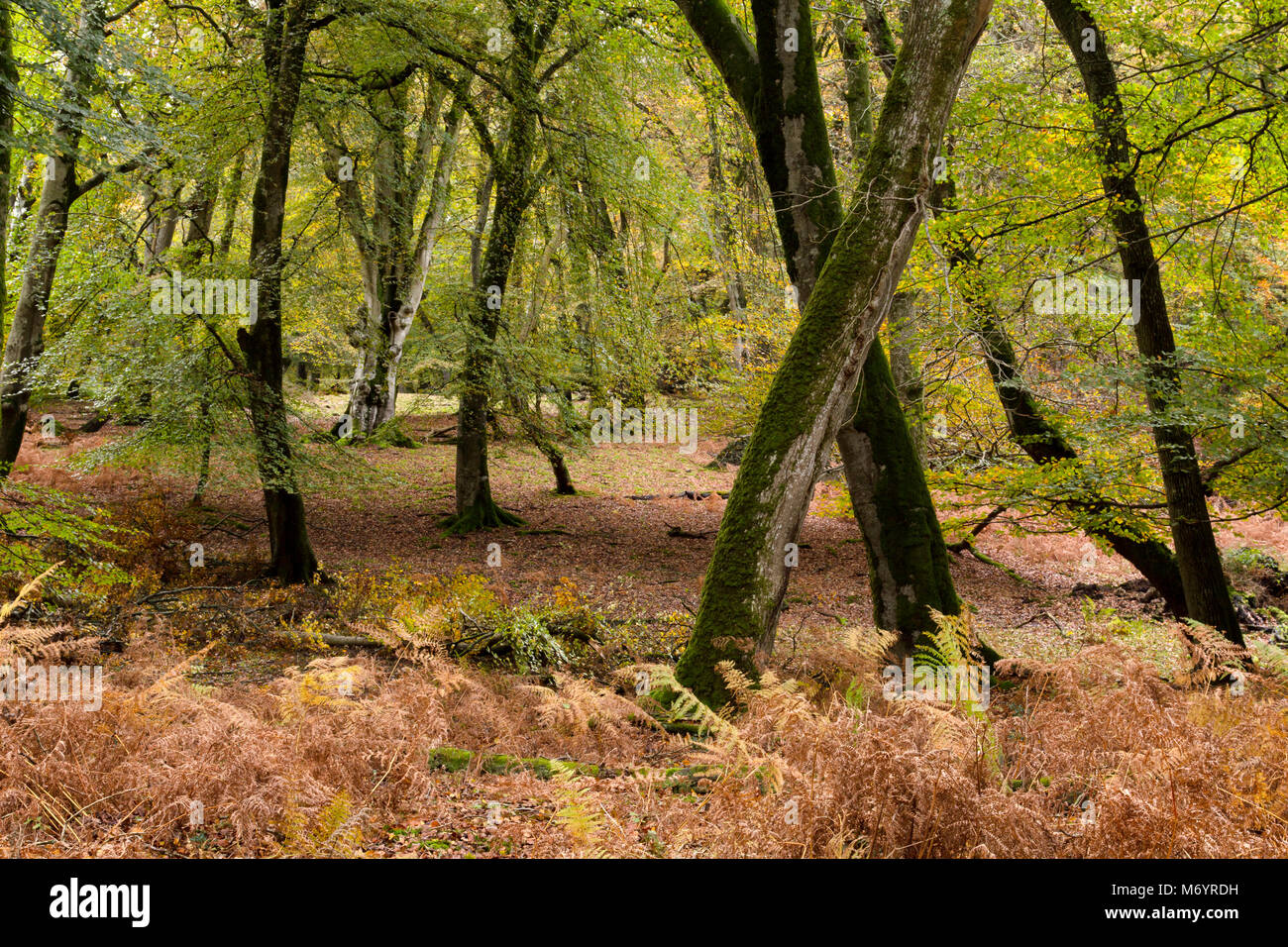 Arboles retorcidos y helechos durante finales de otoño en New Forest, Hampshire, Reino Unido Foto de stock