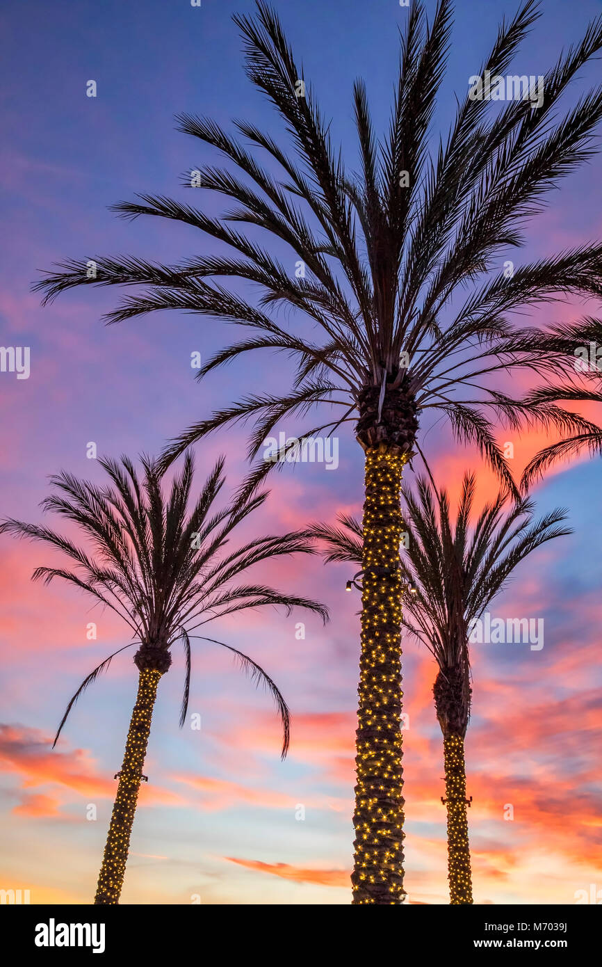 Tres palmeras iluminadas en La Jolla, California Foto de stock