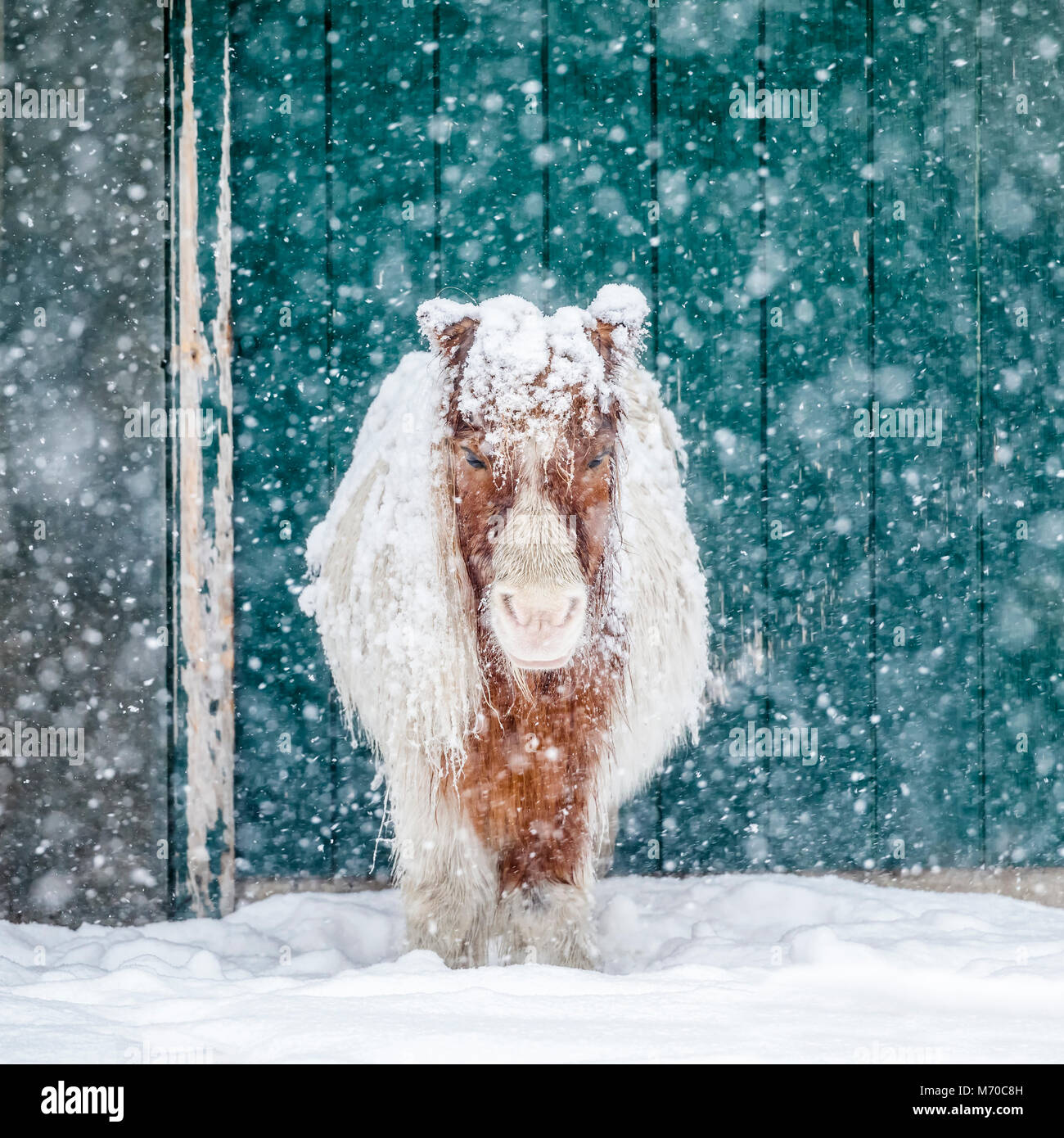 Pony miniatura en una tormenta de nieve, Manitoba, Canadá. Foto de stock