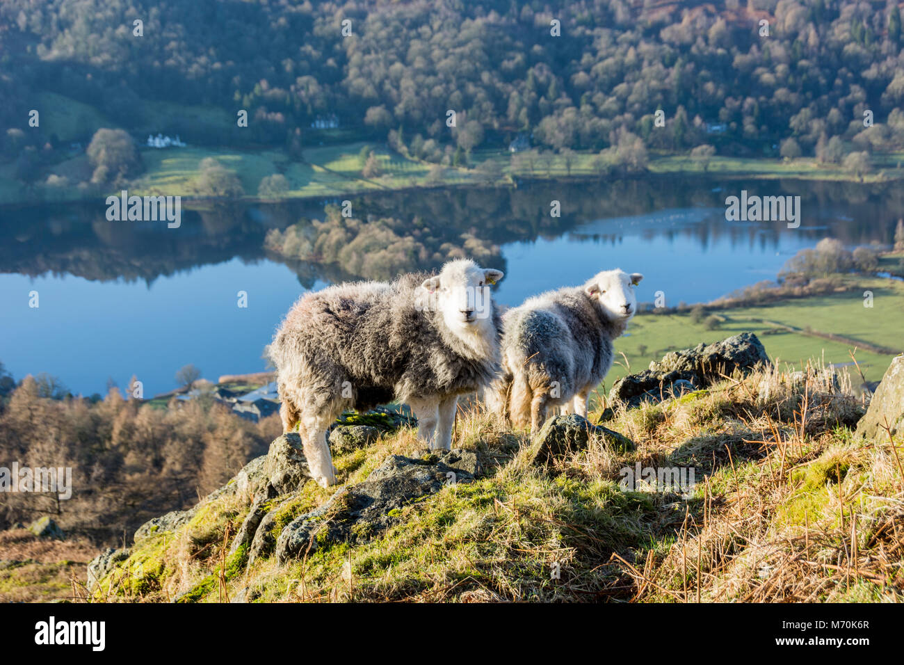 Ovejas Herdwick en Knoll al lado de Grasmere, Lake District National Park, Inglaterra Foto de stock