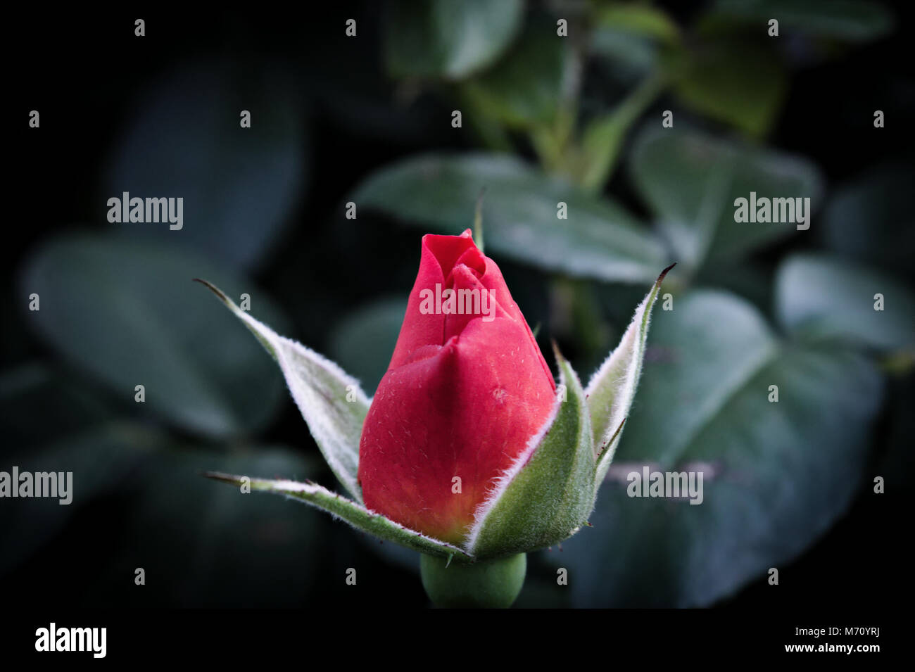 Una rosa roja Foto de stock