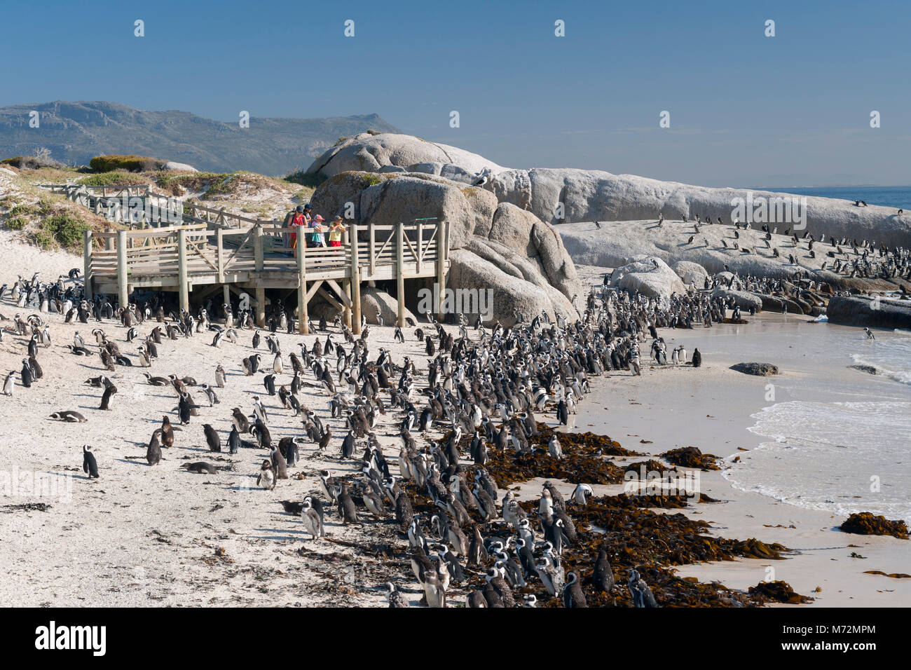 La colonia de pingüinos en la playa Boulders en Cape Town. Foto de stock