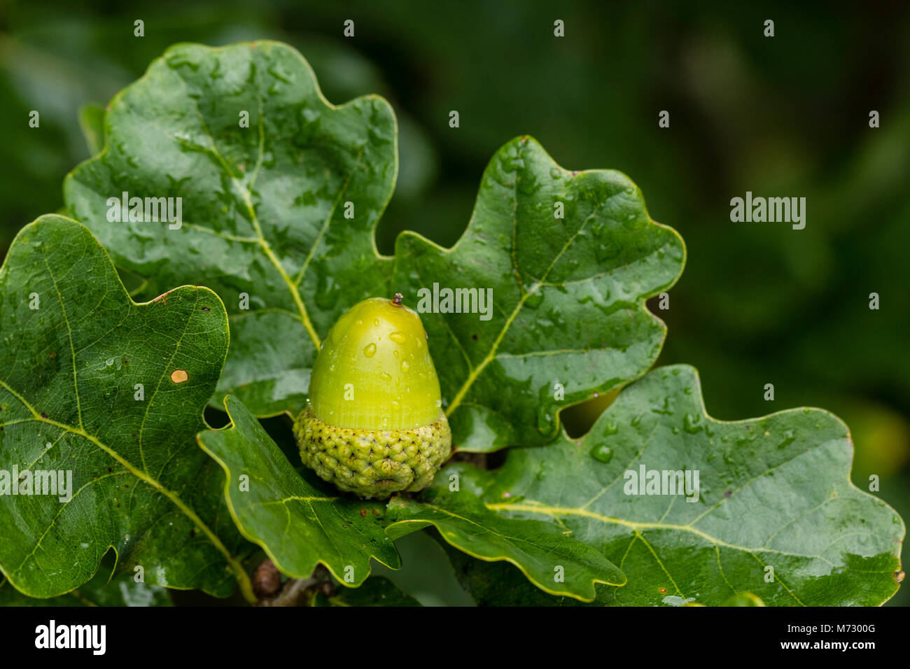 Acorn de Inglés de roble (Quercus robur) Foto de stock