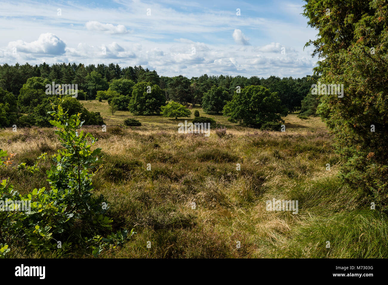 Rusland está parcialmente protegida área designada para la zona de hábitat de la UE. En seco con arbustos enanos, Heath, cuestas y pendientes Foto de stock