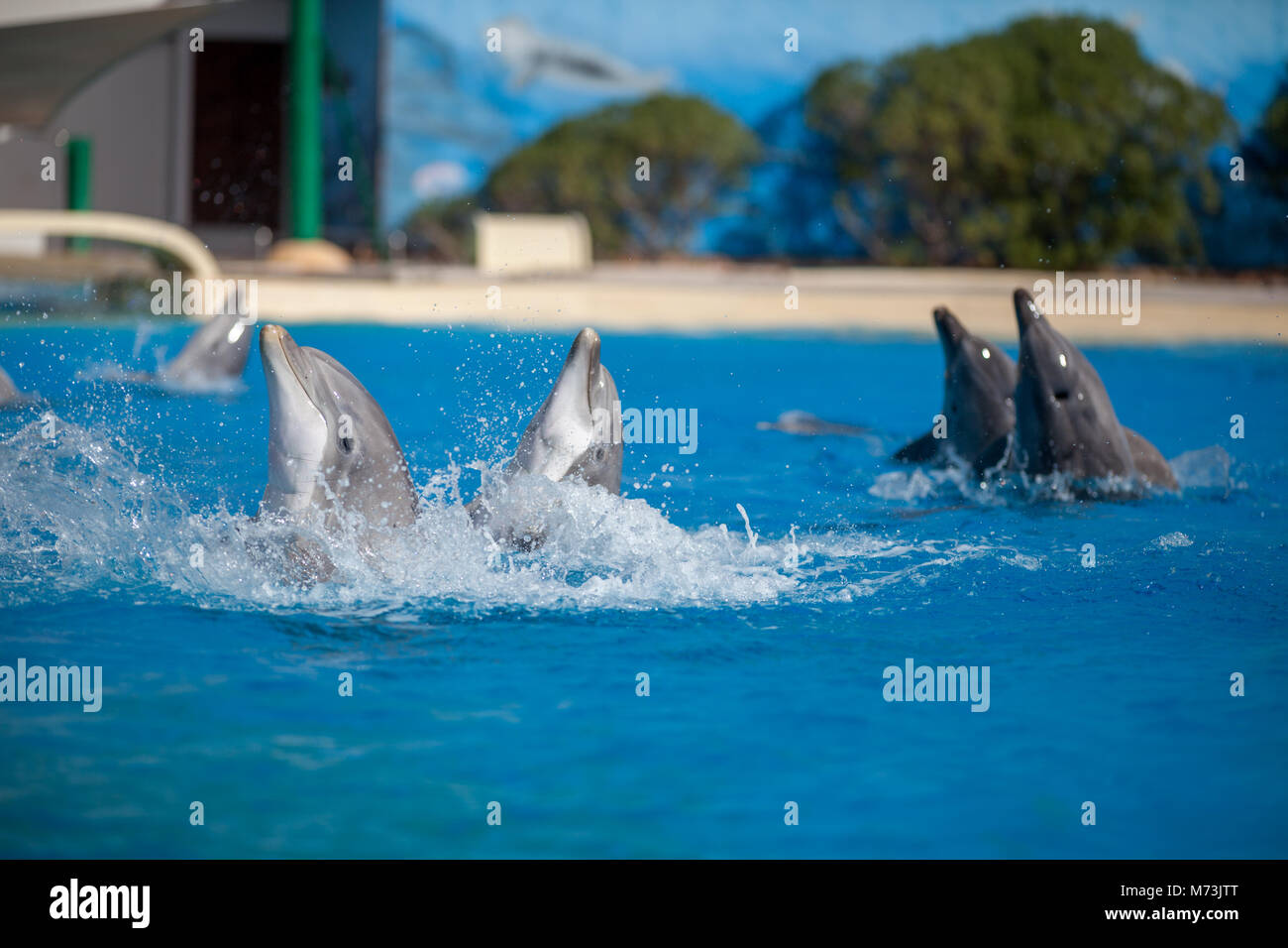 Grupo de delfines disfrutando el agua Foto de stock