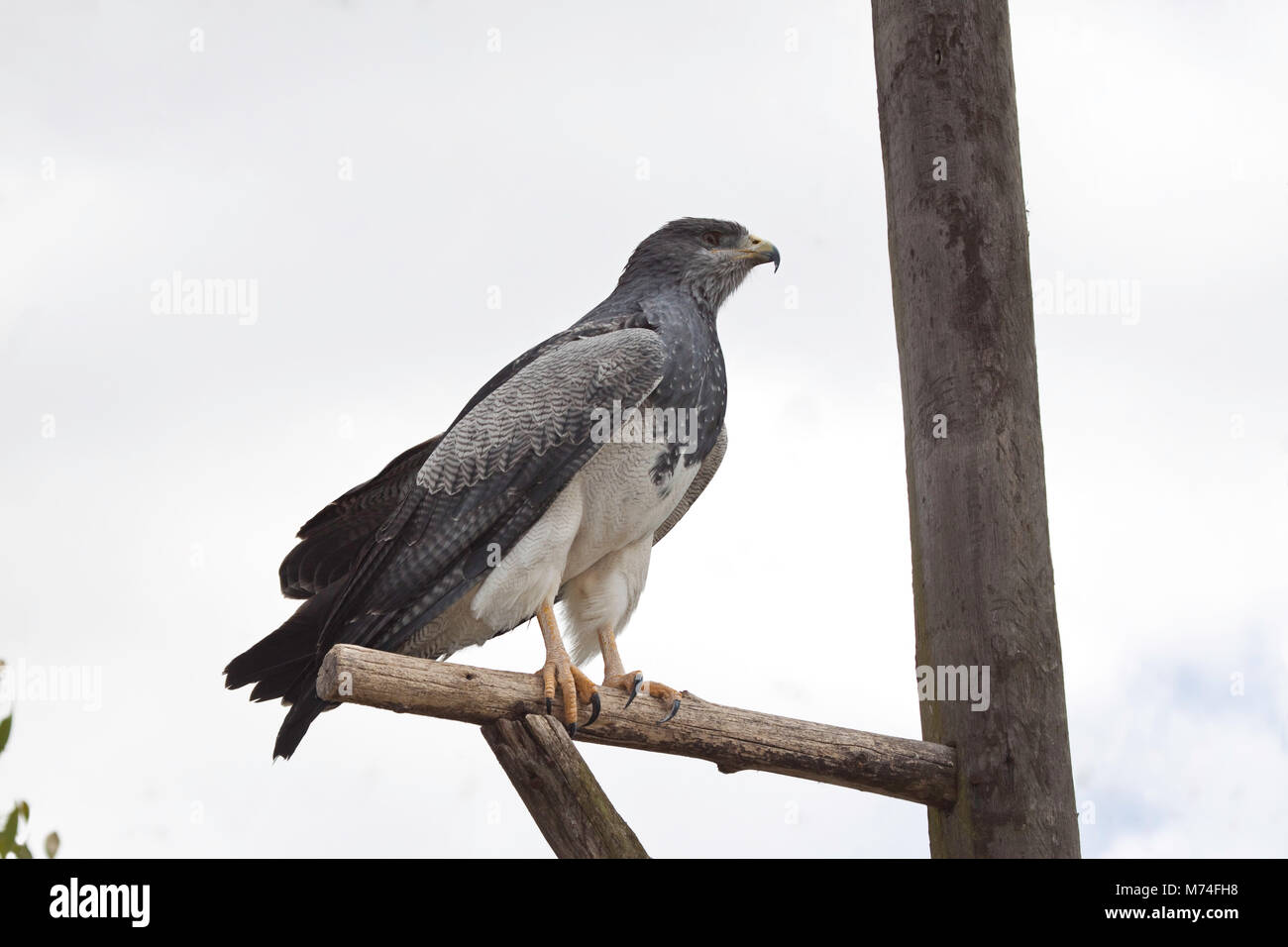 Negro-chested Buzzard-Eagle, Geranoaetus melanoleucus, es un ave de presa del halcón y el águila (familia Accipitridae). Vive en América del Sur. Este Foto de stock