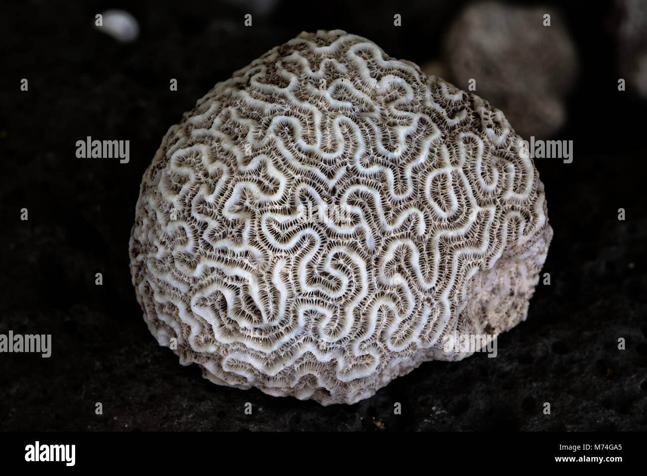 Blanco coral muerto Foto de stock