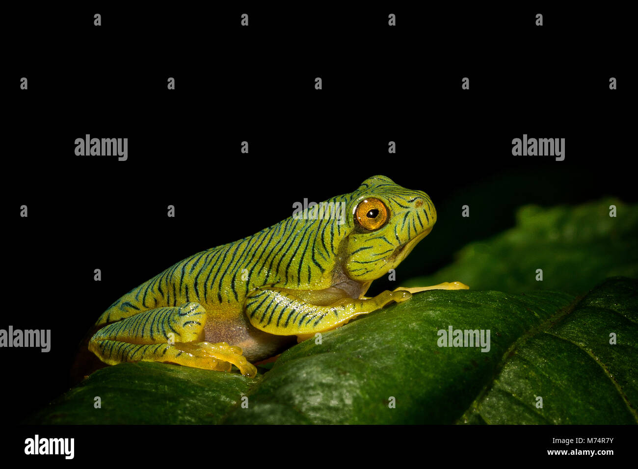 Rhacophorus pseudomalabaricus Foto de stock