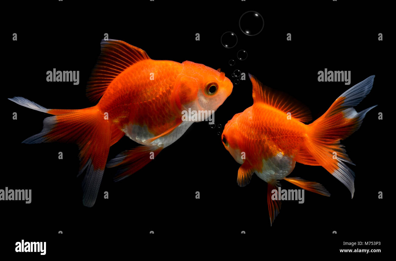 Los jóvenes peces dorados en la pecera con fondo negro e iluminación de estudio flash. Foto de stock