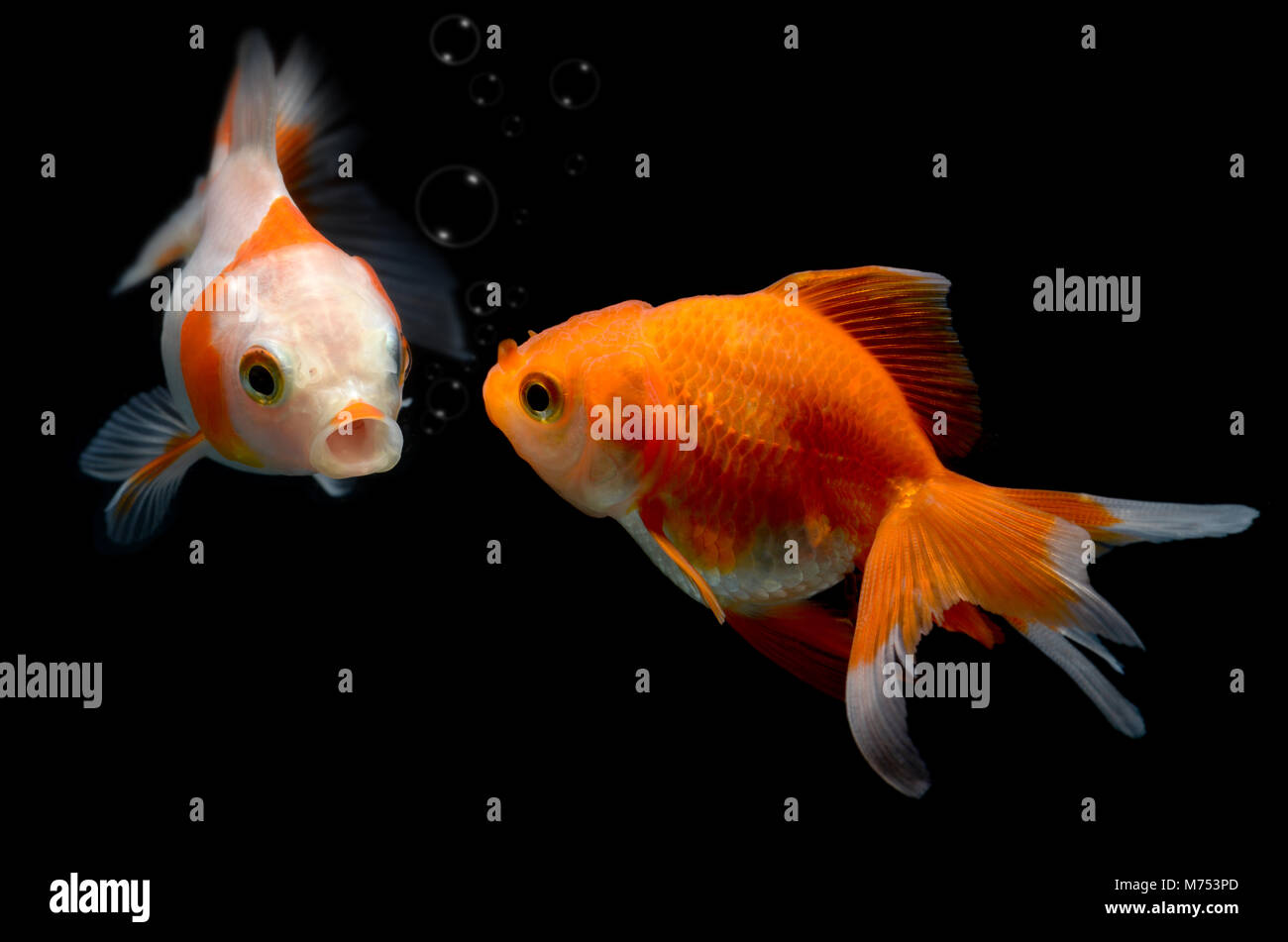 Los jóvenes peces dorados en la pecera con fondo negro e iluminación de estudio flash. Foto de stock