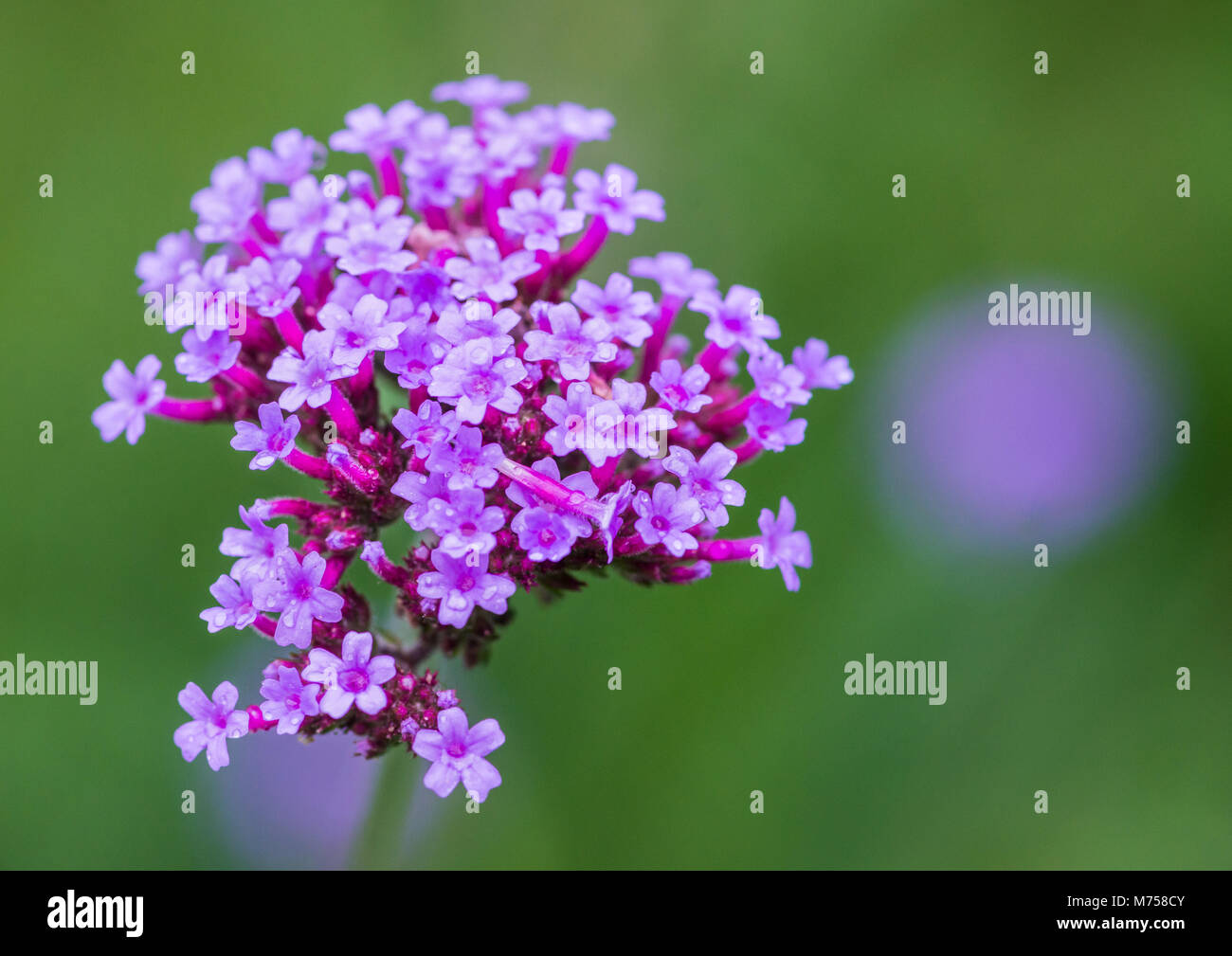 Una foto de las flores de color lila de una verbena planta Fotografía de  stock - Alamy