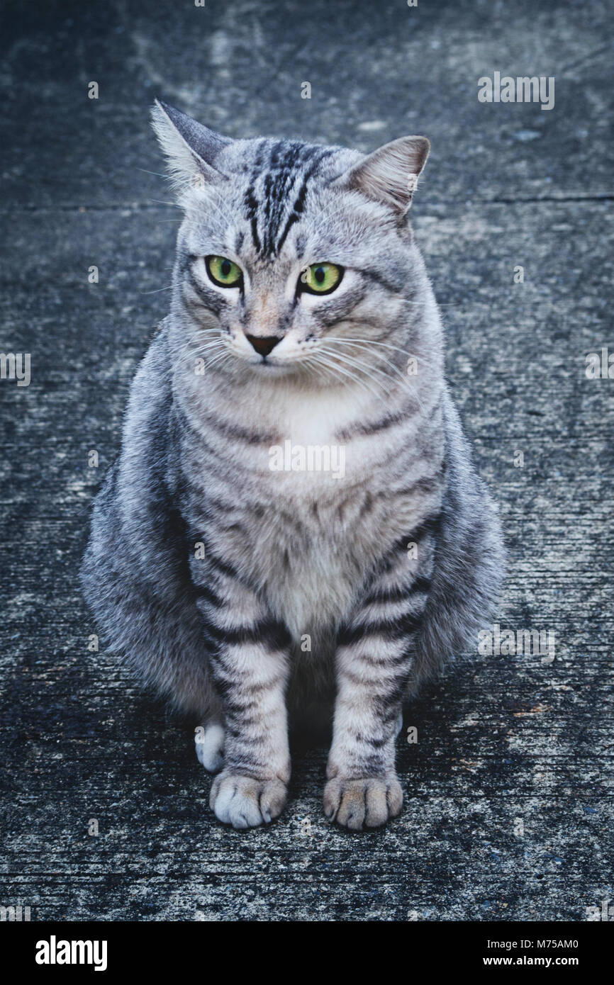 American Shorthair gato sentado en el viejo piso de cemento y esperando el alimento del titular en la temporada de invierno. tonalidad fría imagen con ruido y gra Foto de stock