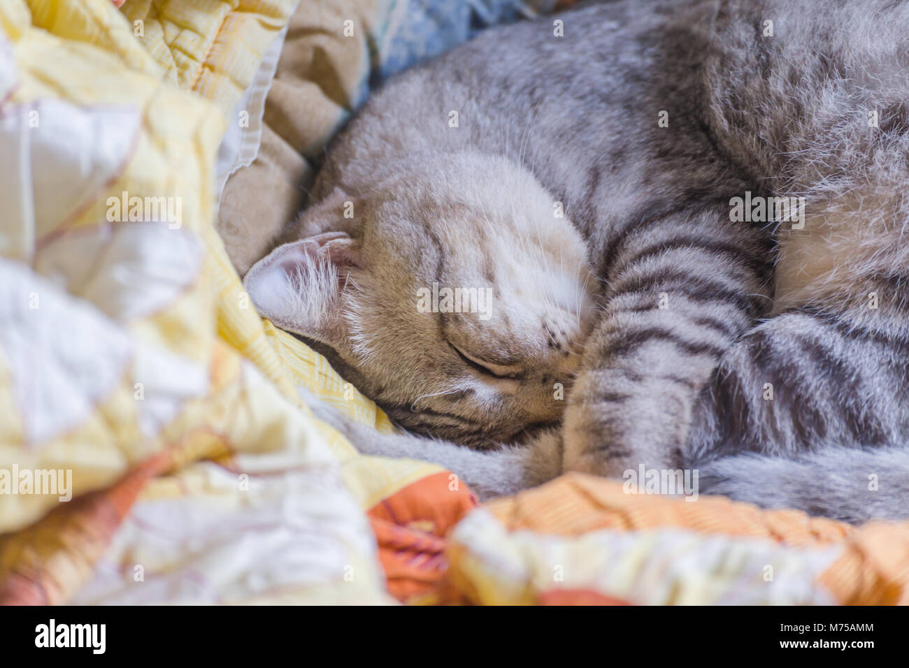 American Shorthair gato durmiendo en la manta en la mañana del domingo, el enfoque selectivo, vintage y estilo de película fotográfica. Foto de stock