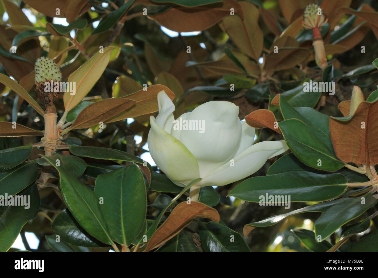 flor silvestre del estado de luisiana