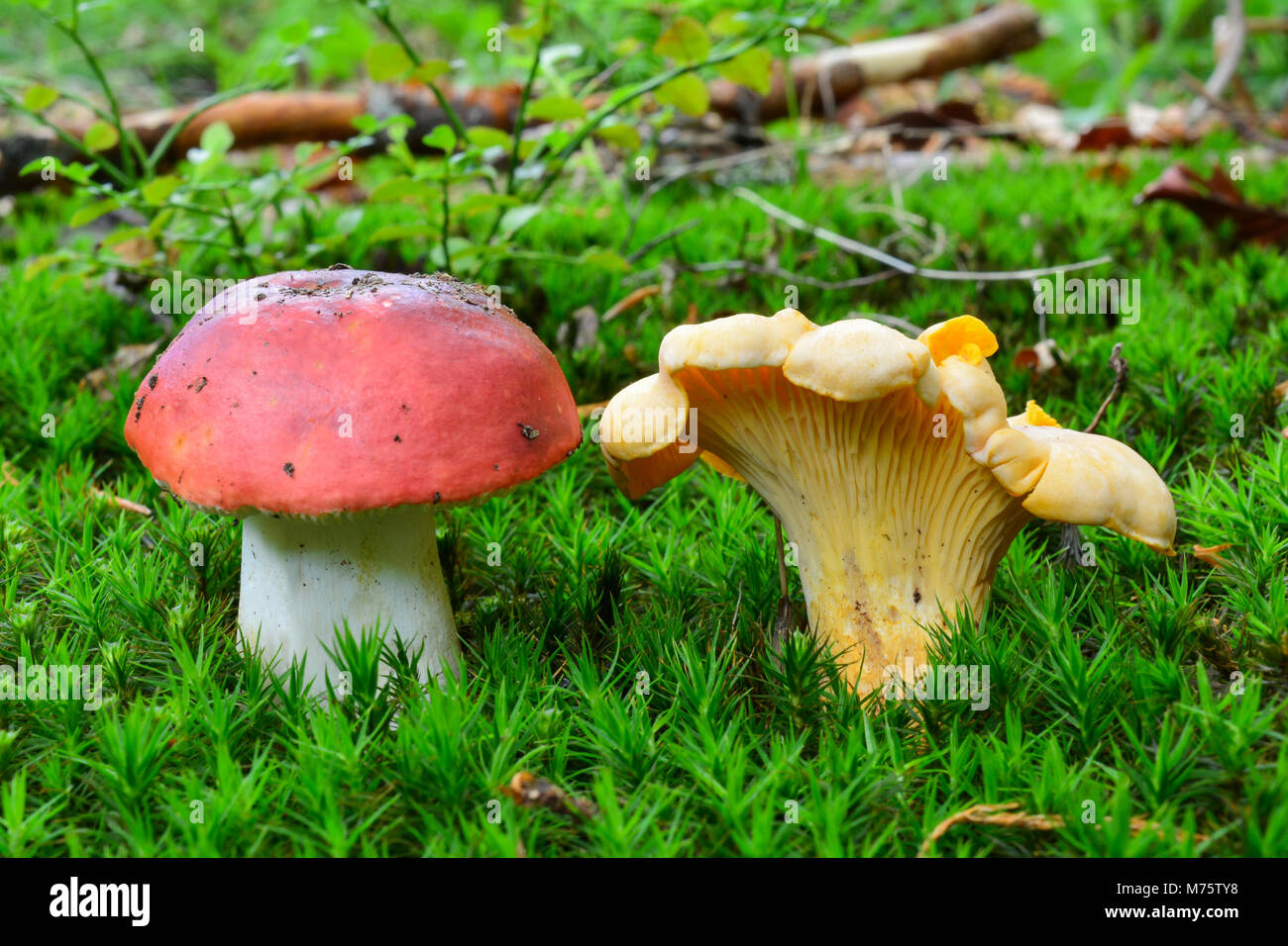 Russula emetica Sickener venenosas o seta comestible y deliciosa, o