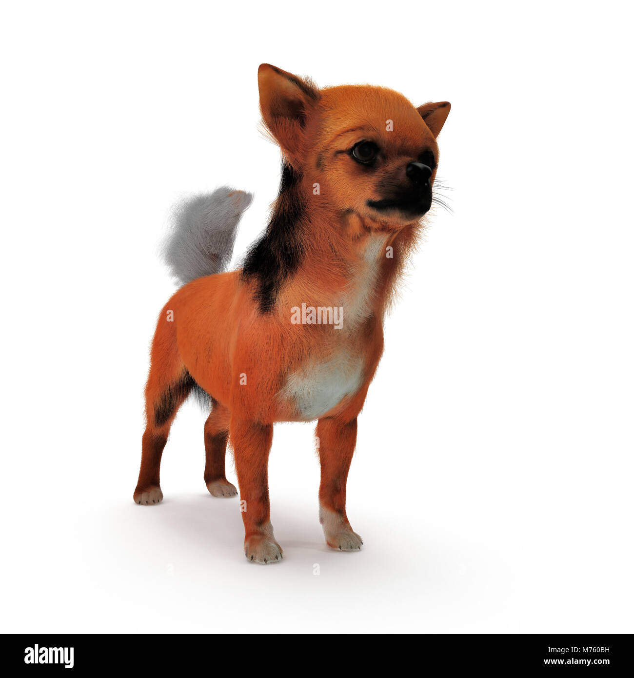 Chihuahua adulto sobre fondo blanco. Ilustración 3D Fotografía de stock -  Alamy