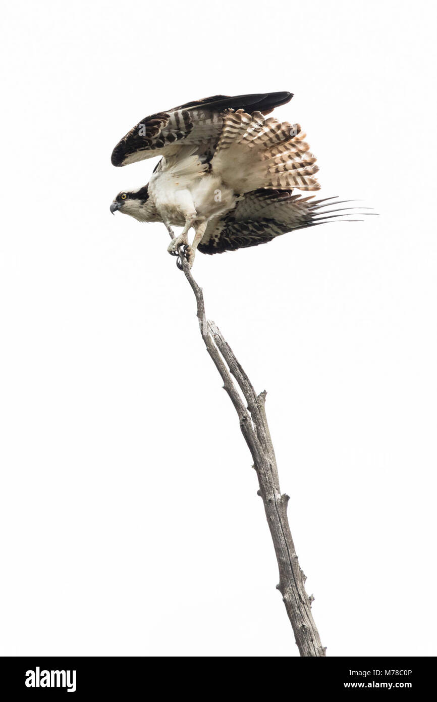 El águila pescadora (Pandion haliaetus. Foto de stock