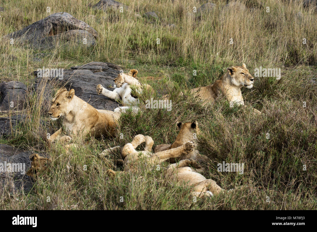 Una manada de leones con varios cachorros y jóvenes leones y leonas en la  hierba en la sabana en Arusha, en el norte de Tanzania fotografiado en  safari Fotografía de stock -