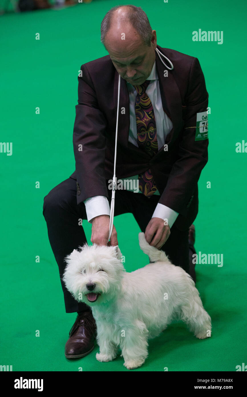 Un West Highland White Terrier, conocido comúnmente como el Westie, parece wink durante el juzgar las etapas en el segundo día de Crufts 2018 en el NEC en Birmingham. Foto de stock