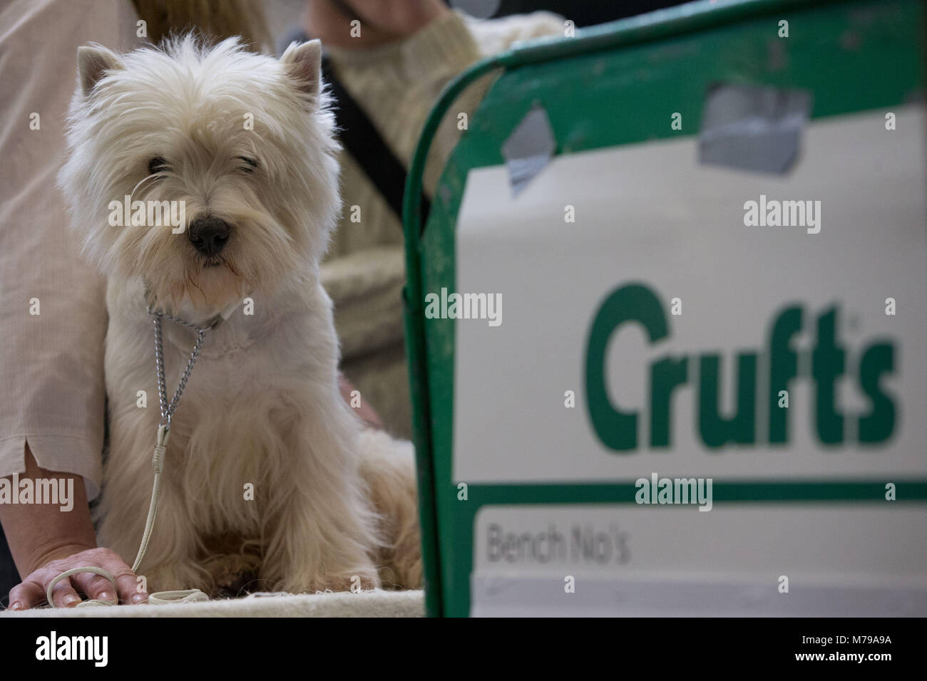 Un West Highland White Terrier, conocido comúnmente como el Westie, durante el segundo día de Crufts 2018 en el NEC en Birmingham. Foto de stock