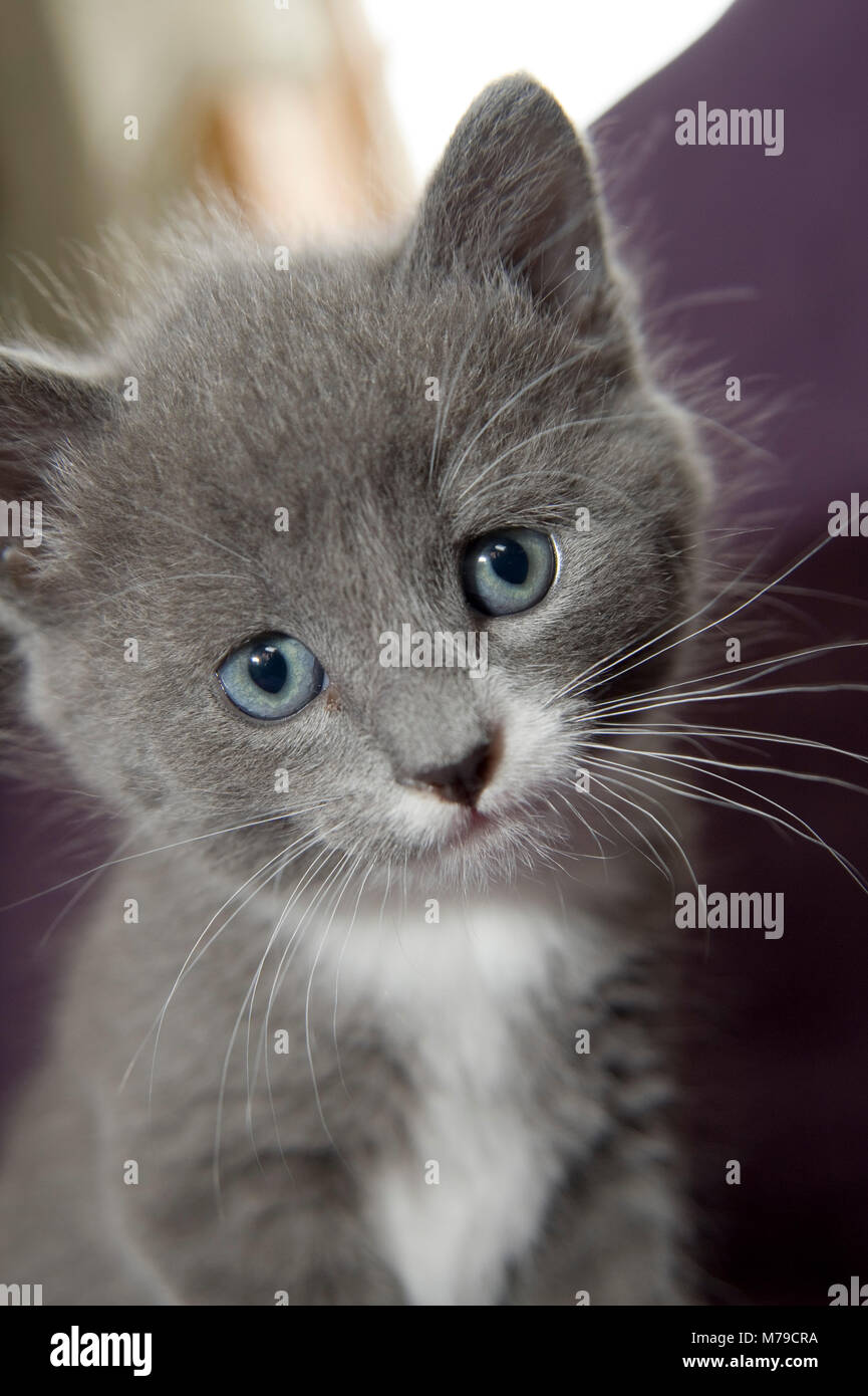 A los gatitos y un gatito, gris un color blanco/negro Fotografía de stock -  Alamy