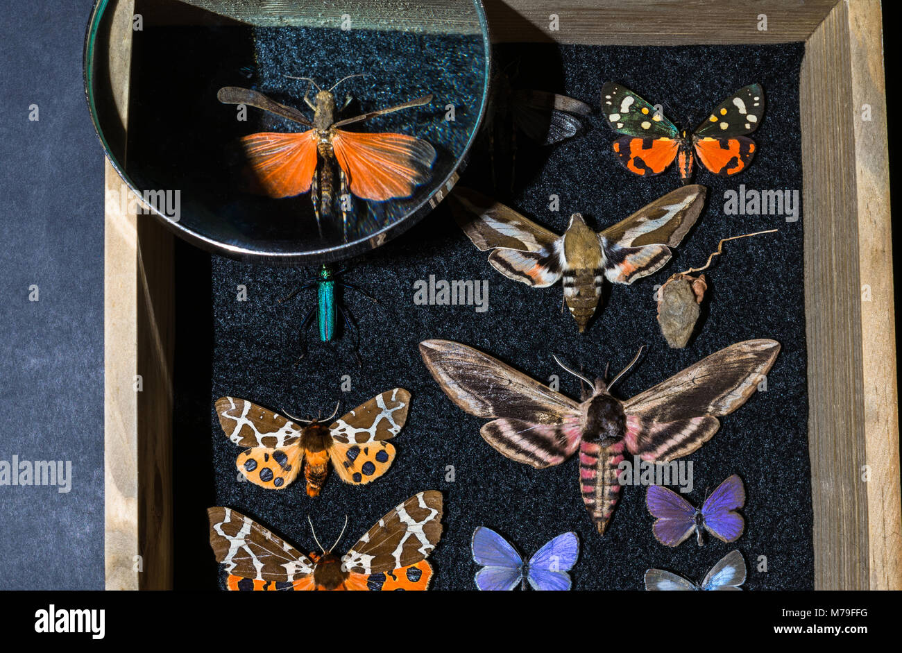 Coleccionista de mariposas antecedentes composición: cuadro colección de  madera antigua con las mariposas e insectos, la lupa. Misterioso, oscuro y  estilo Fotografía de stock - Alamy