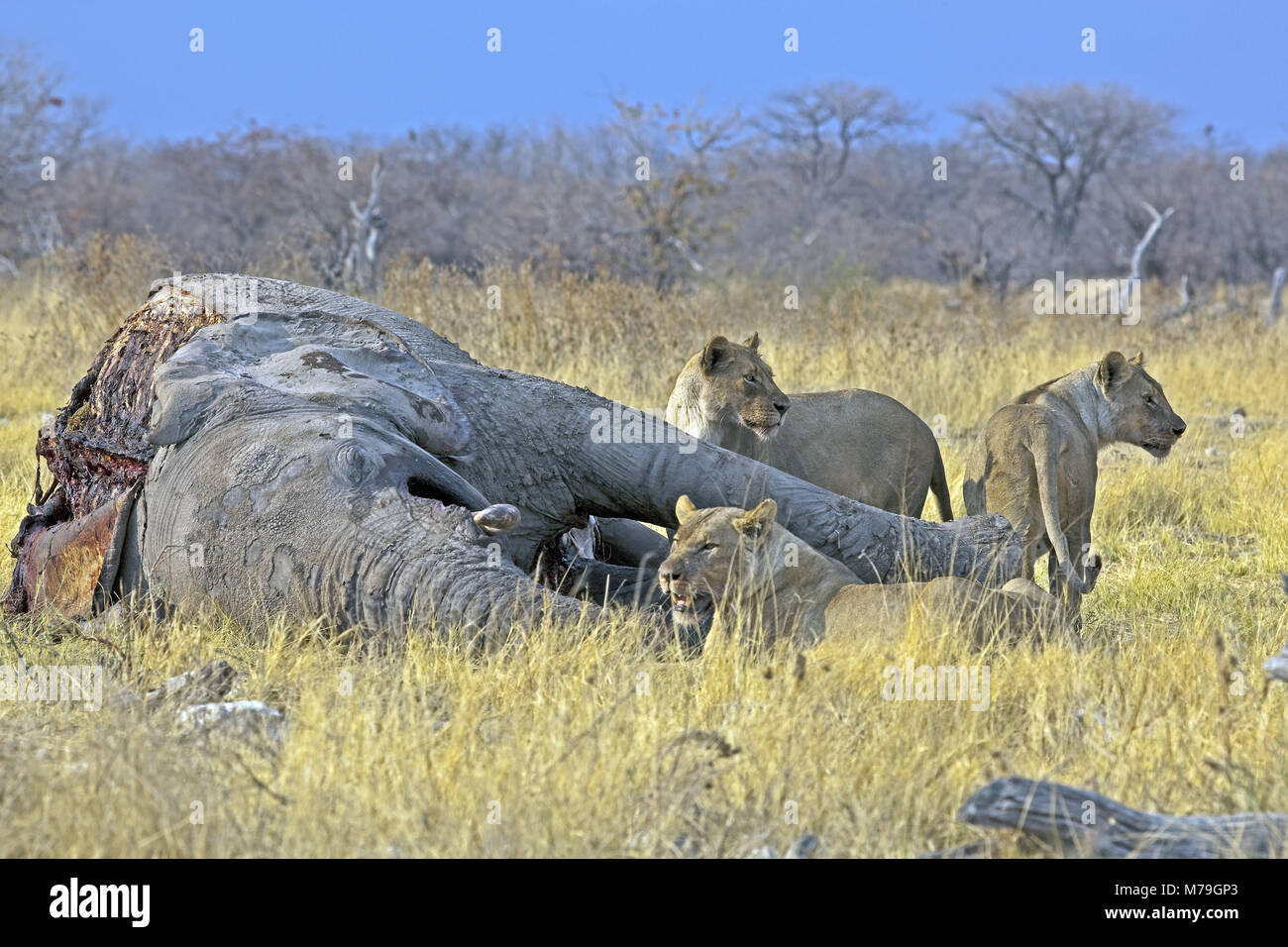 África, África Sudoccidental, Namibia, Etoscha, león, Parque Nacional Foto de stock