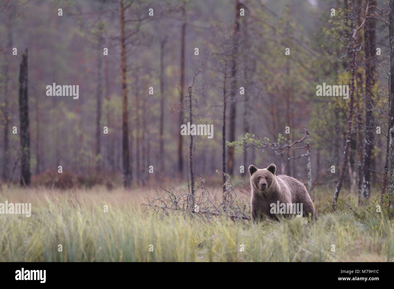 En Europa, Finlandia, Vartius europeo, oso pardo, Ursus arctos arctos, Foto de stock