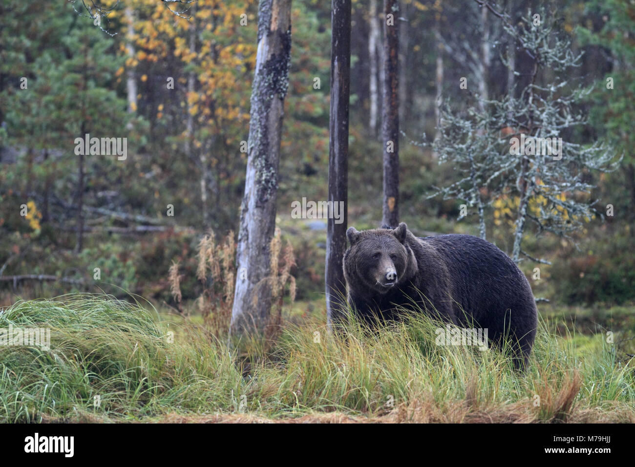 En Europa, Finlandia, Vartius europeo, oso pardo, Ursus arctos arctos, Foto de stock