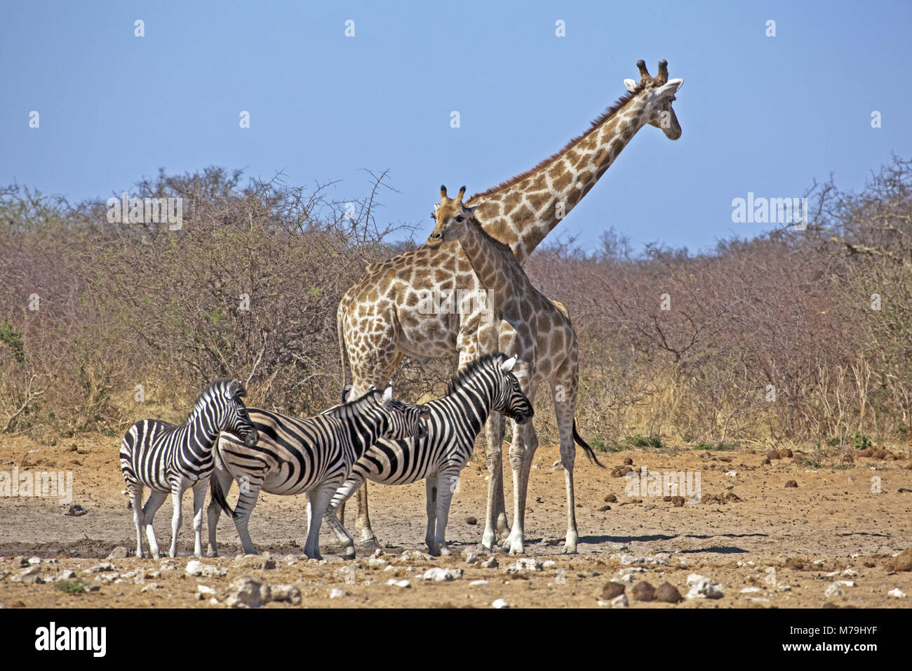 África, África Sudoccidental, Namibia, Parque Nacional Etoscha, jirafas, cebras, Foto de stock