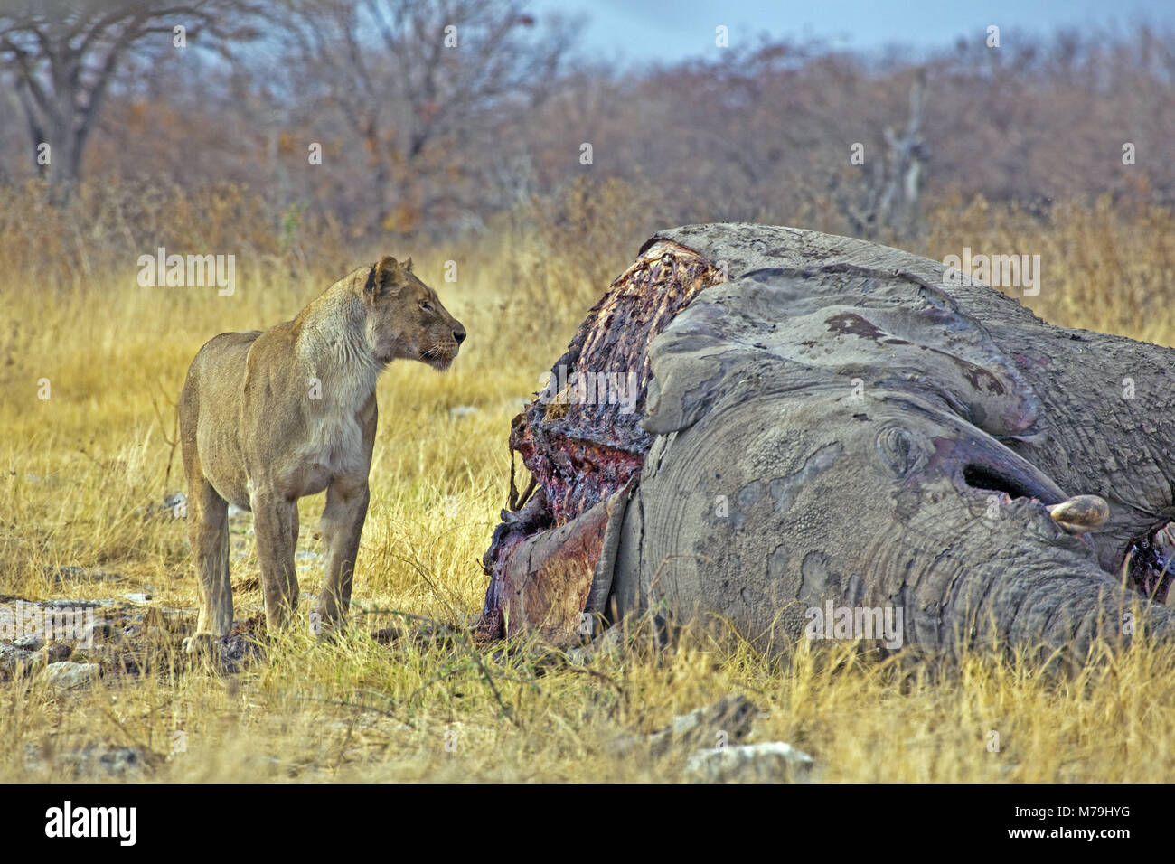 África, África Sudoccidental, Namibia, Etoscha, león, Parque Nacional Foto de stock
